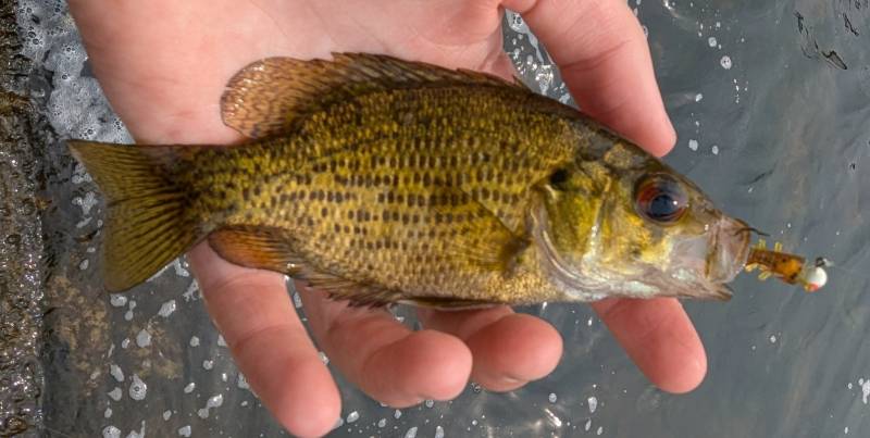 Rock bass in Dryden