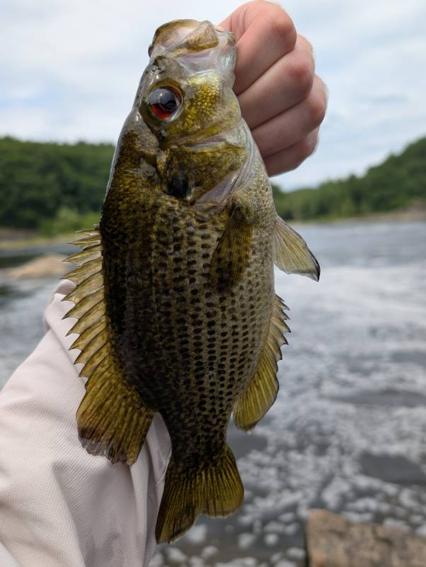 Rock bass in Massachusetts