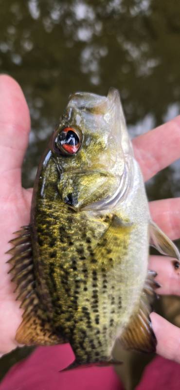 Rock bass in Pitman