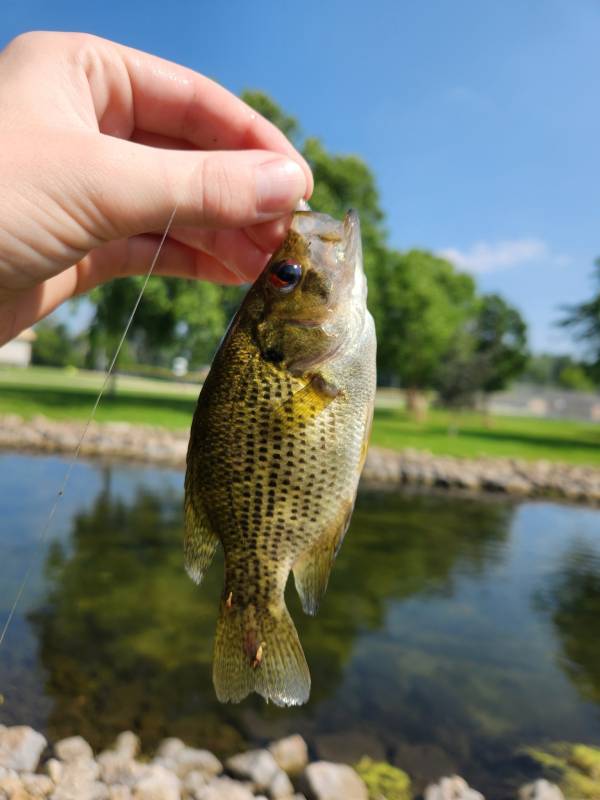 Rock bass in Fond du Lac