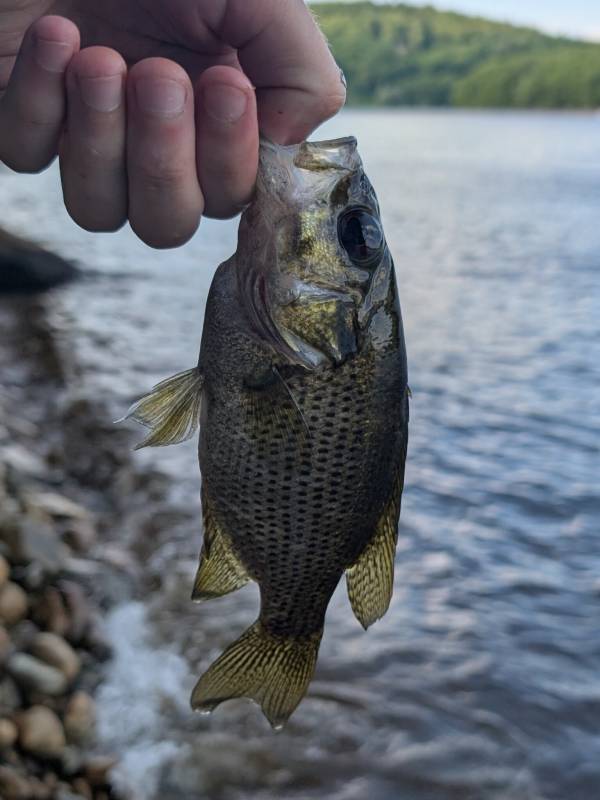 Rock bass in Village of Hoosick Falls