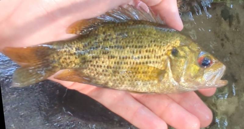 Rock bass in Northville