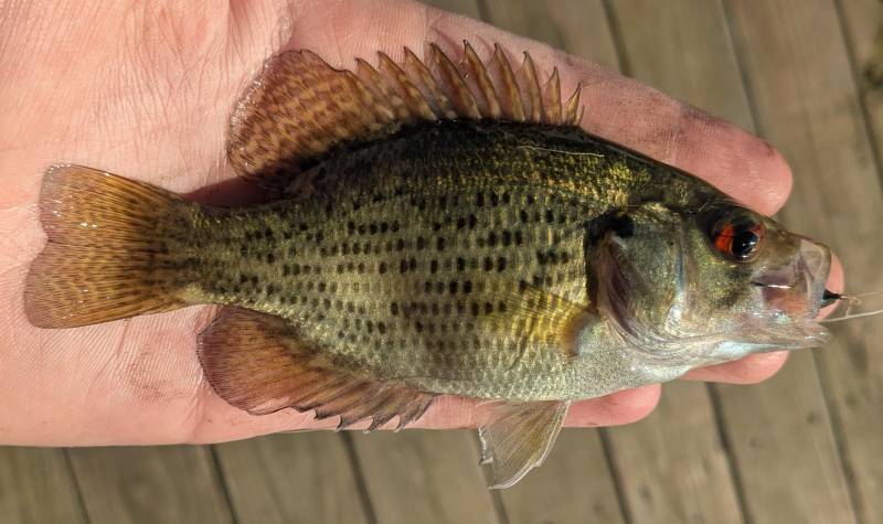 Rock bass in Dryden
