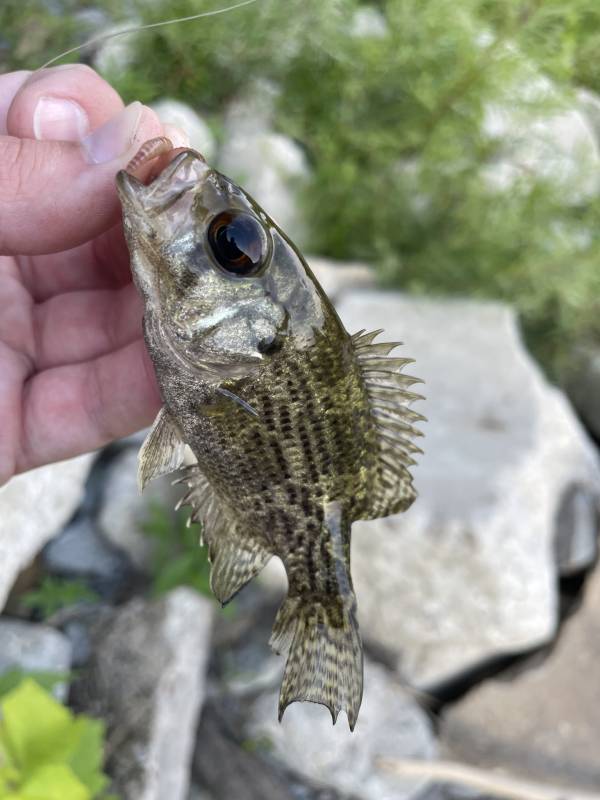 Rock bass in Kettering