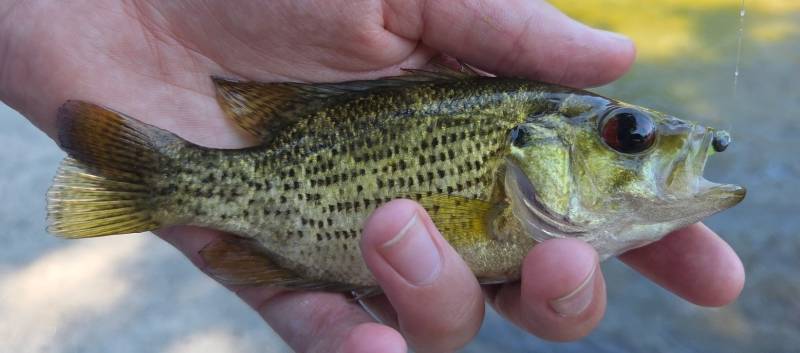 Rock bass in Northville
