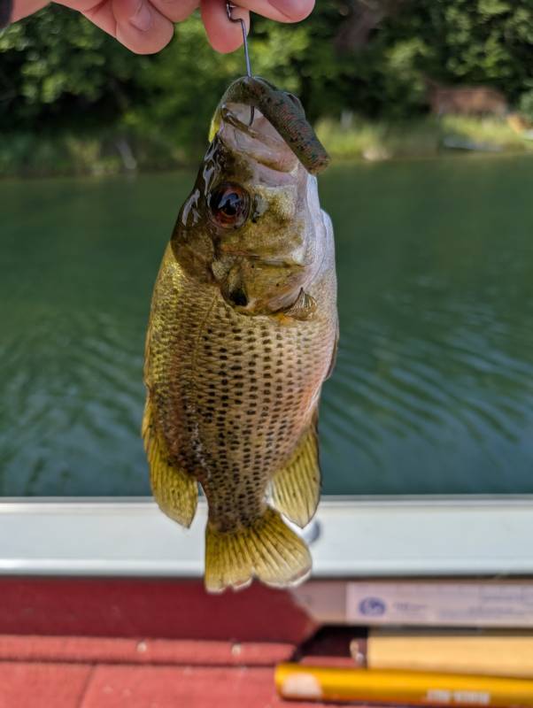 Rock bass in Minnesota