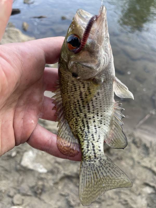 Rock bass in Kettering