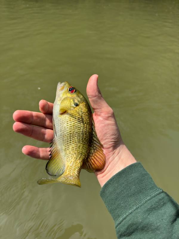 Rock bass in Lakesite