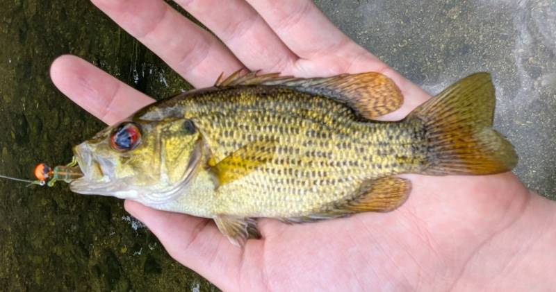 Rock bass in Northville