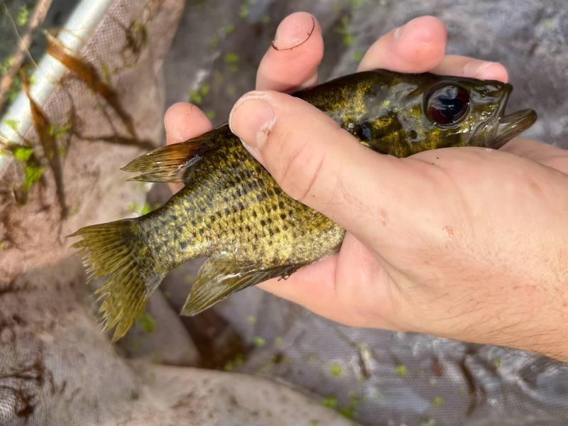 Rock bass in Lebanon