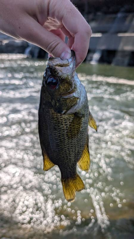 Rock bass in Massachusetts