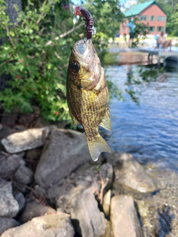 Rock bass in Vermont