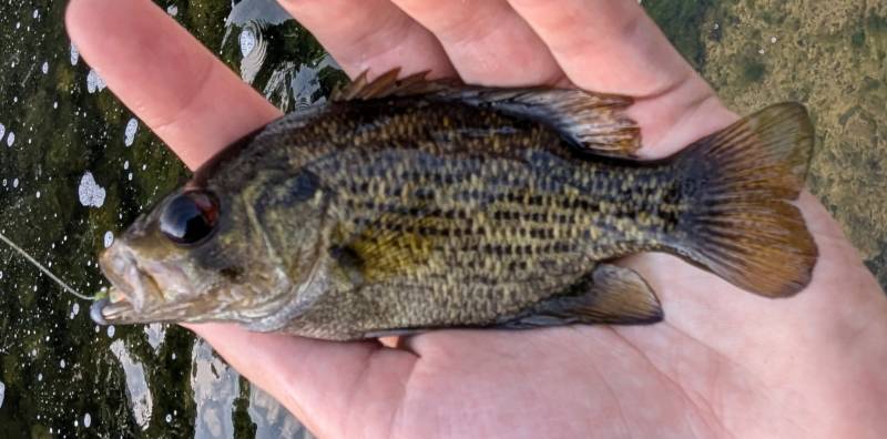 Rock bass in Northville