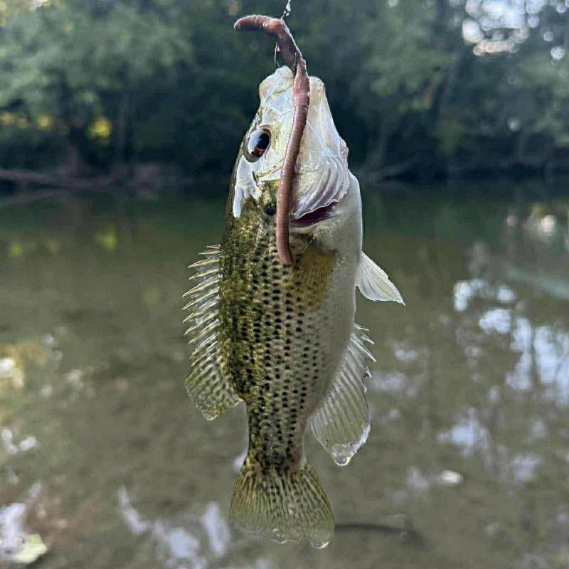 Rock bass in Indiana