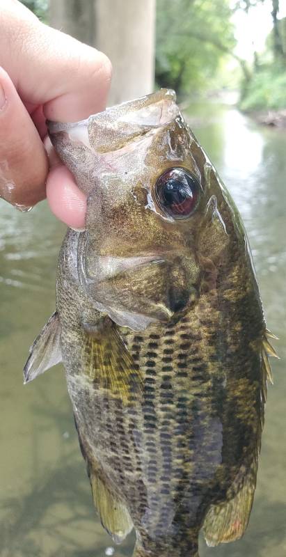 Rock bass in Indiana