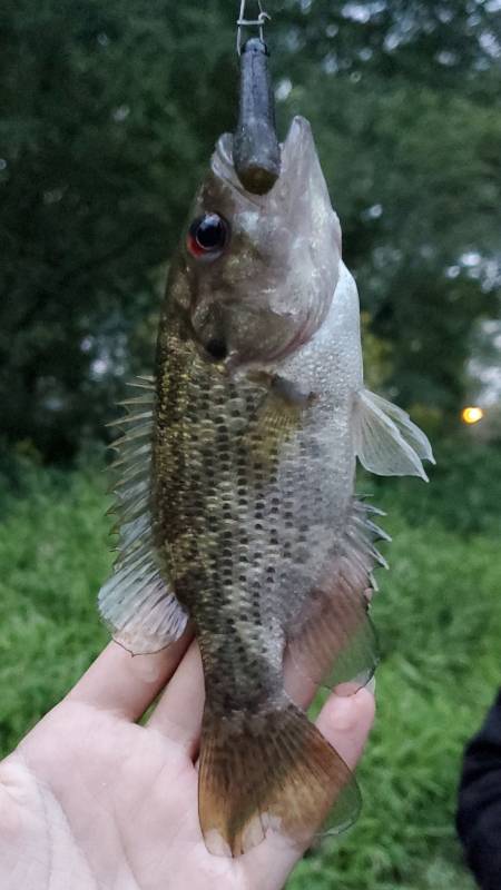 Rock bass in Indiana