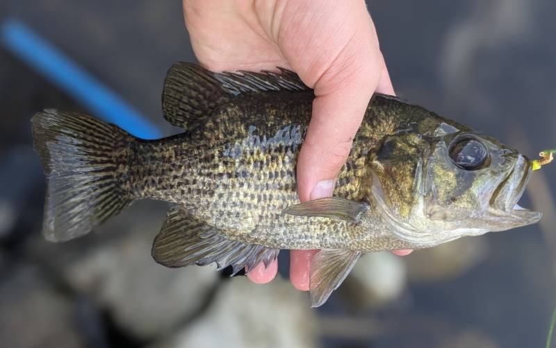Rock bass in Northville
