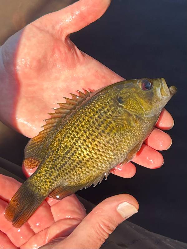 Rock bass in United States