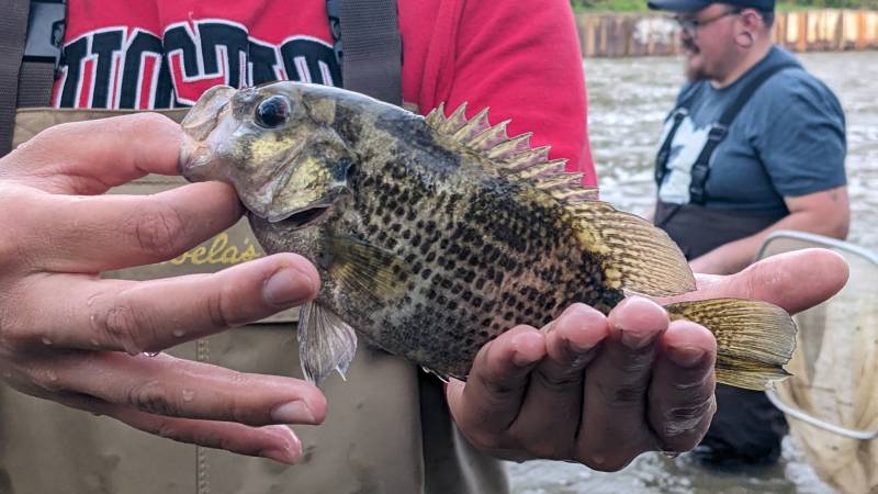 Rock bass in Lithopolis