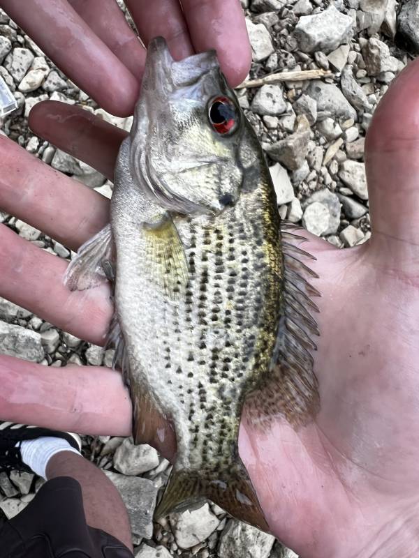 Rock bass in Mount Orab