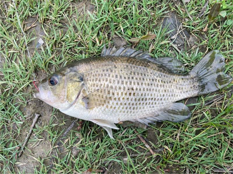 Rock bass in Village of Fabius