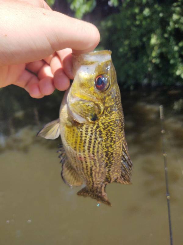 Rock bass in Benton Harbor