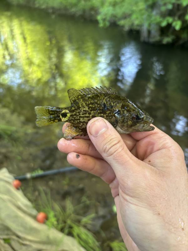 Rock bass in Seneca