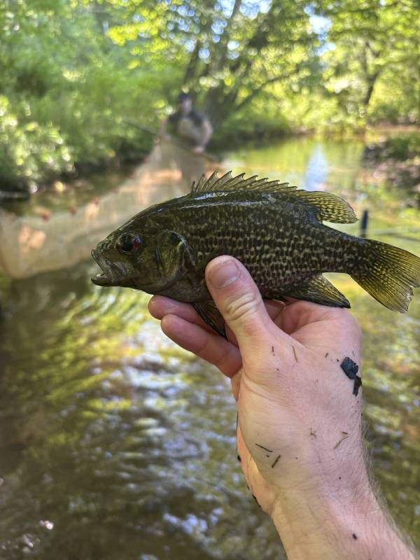 Rock bass in Seneca