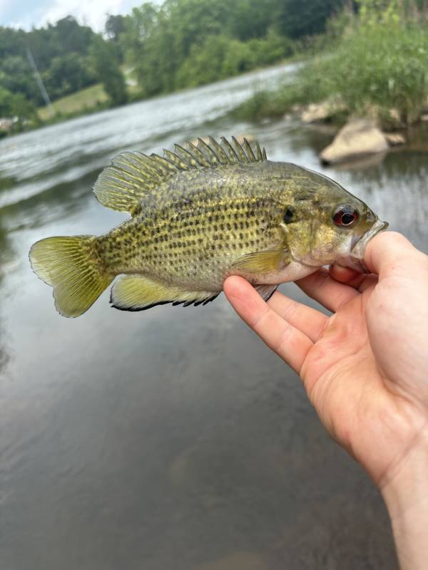 Rock bass in Bryson City