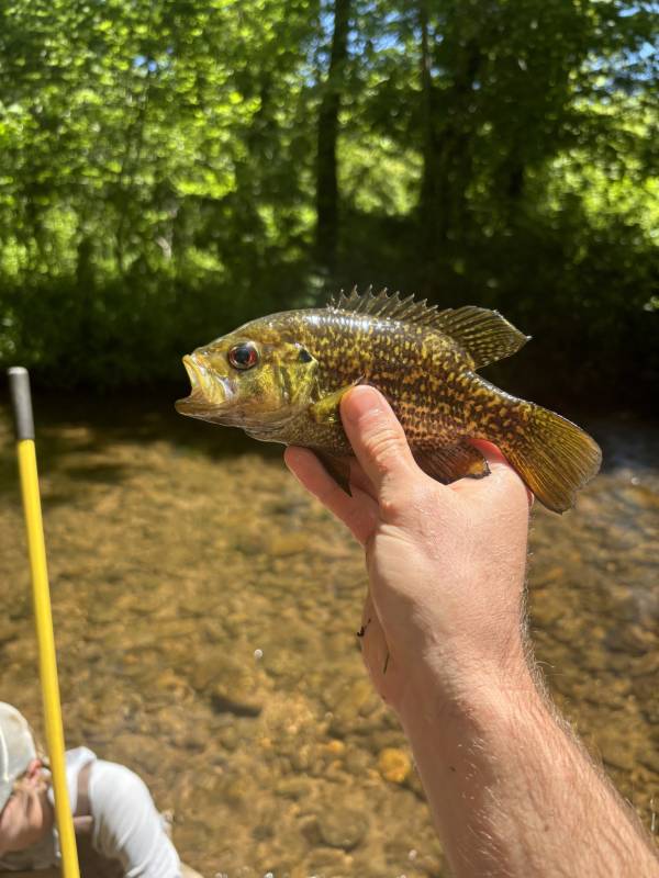 Rock bass in Walhalla