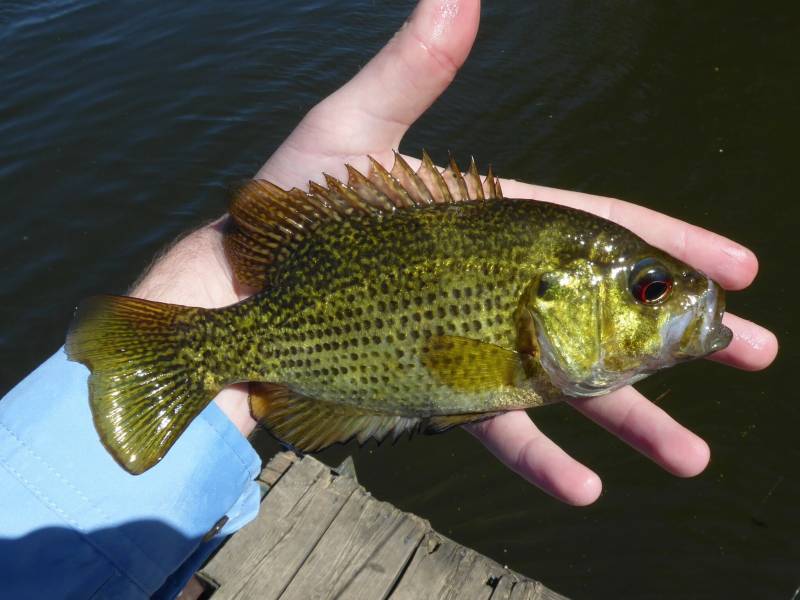 Rock bass in Benton Harbor