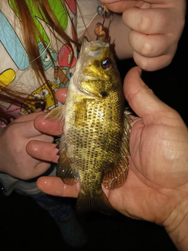 Rock bass in Gaylord
