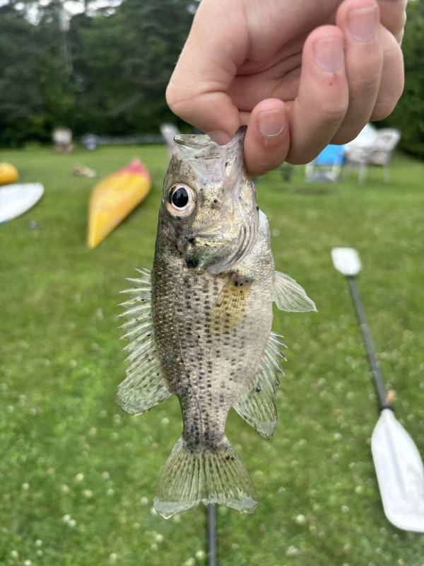 Rock bass in Vermont