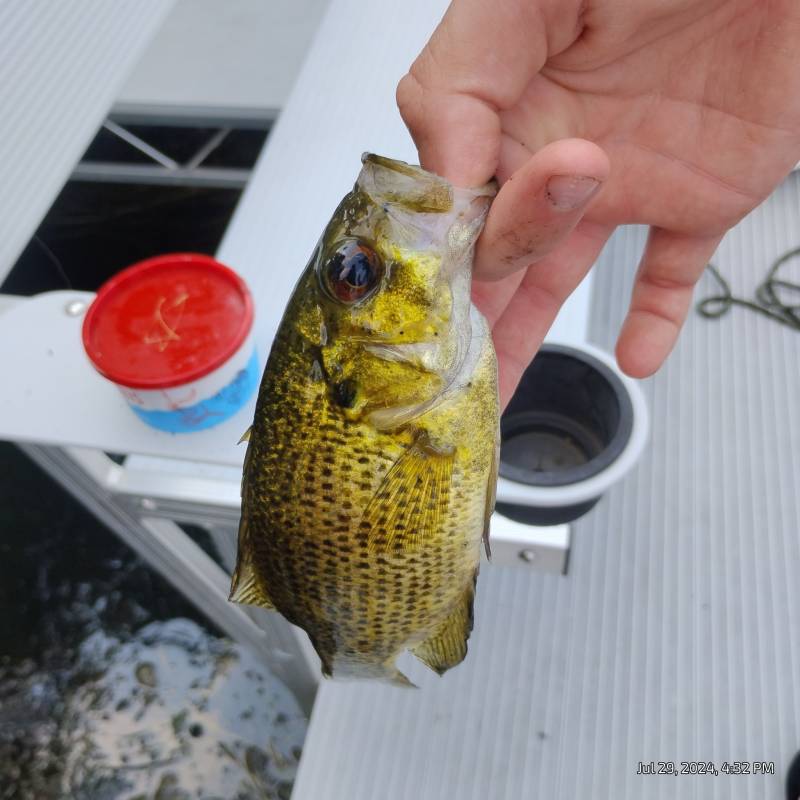 Rock bass in White Bear Lake