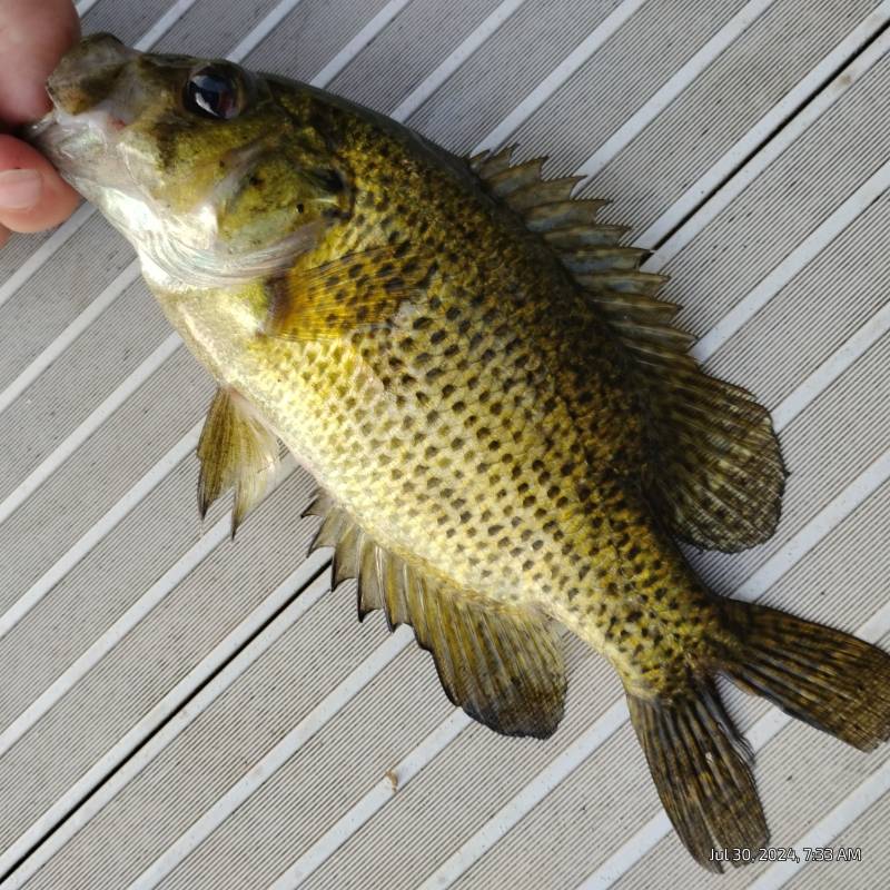Rock bass in White Bear Lake