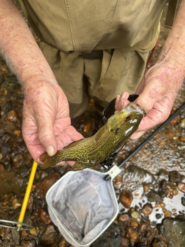 Rock bass in North Carolina