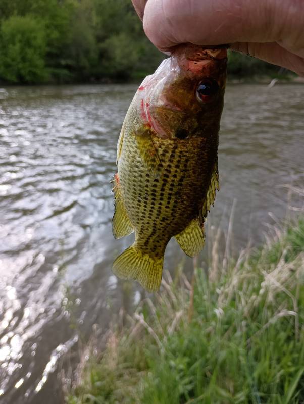 Rock bass in Minnesota