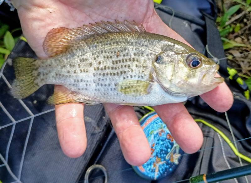 Rock bass in Hoffman Estates