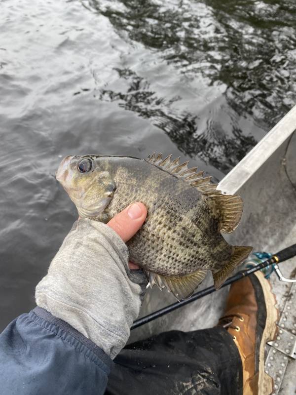 Rock bass in Minnesota