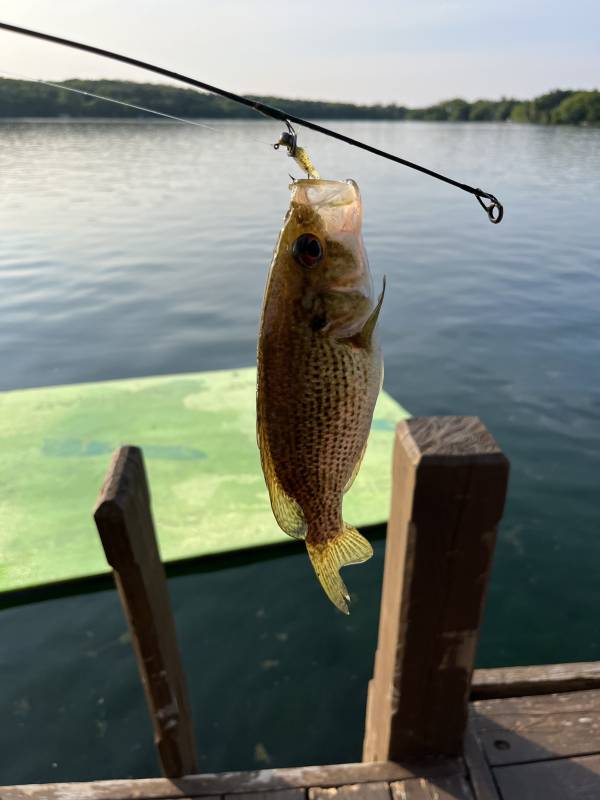 Rock bass in Oconomowoc