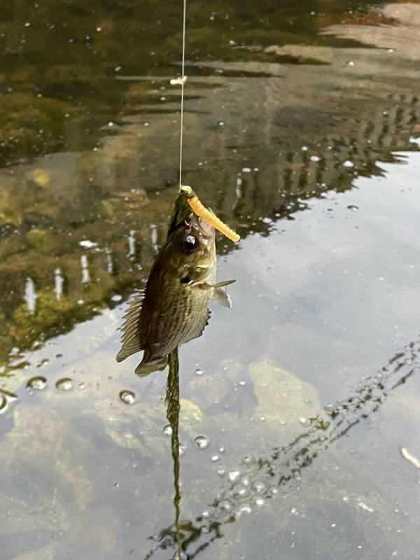 Rock bass in Lebanon