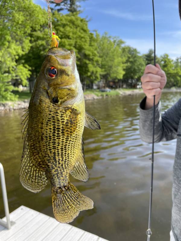 Rock bass in Burnett County