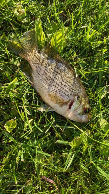Rock bass in Oconomowoc
