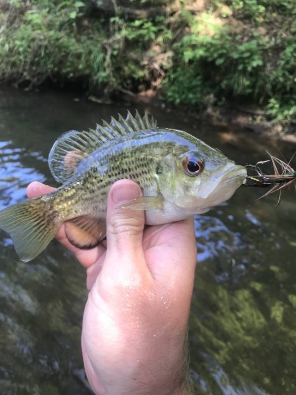 Rock bass in Murphy