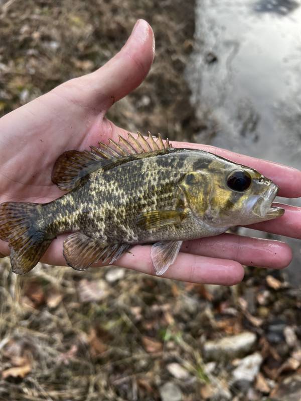 Rock bass in Indiana