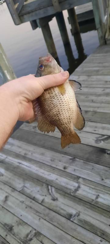 Rock bass in Saint Clair County