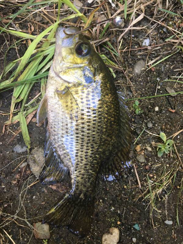 Rock bass in Salem