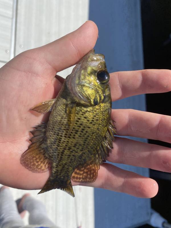Rock bass in Minnesota