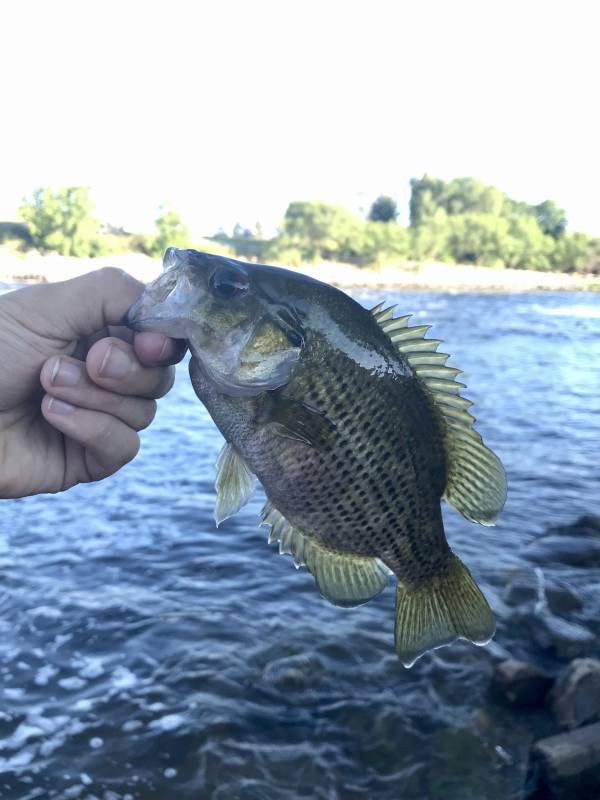 Rock bass in Minnesota