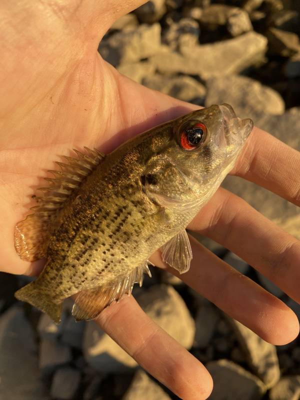 Rock bass in Erlanger